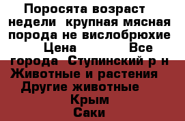 Поросята возраст 4 недели, крупная мясная порода(не вислобрюхие ) › Цена ­ 4 000 - Все города, Ступинский р-н Животные и растения » Другие животные   . Крым,Саки